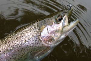 Pstruh-duhovy-na-nymfu